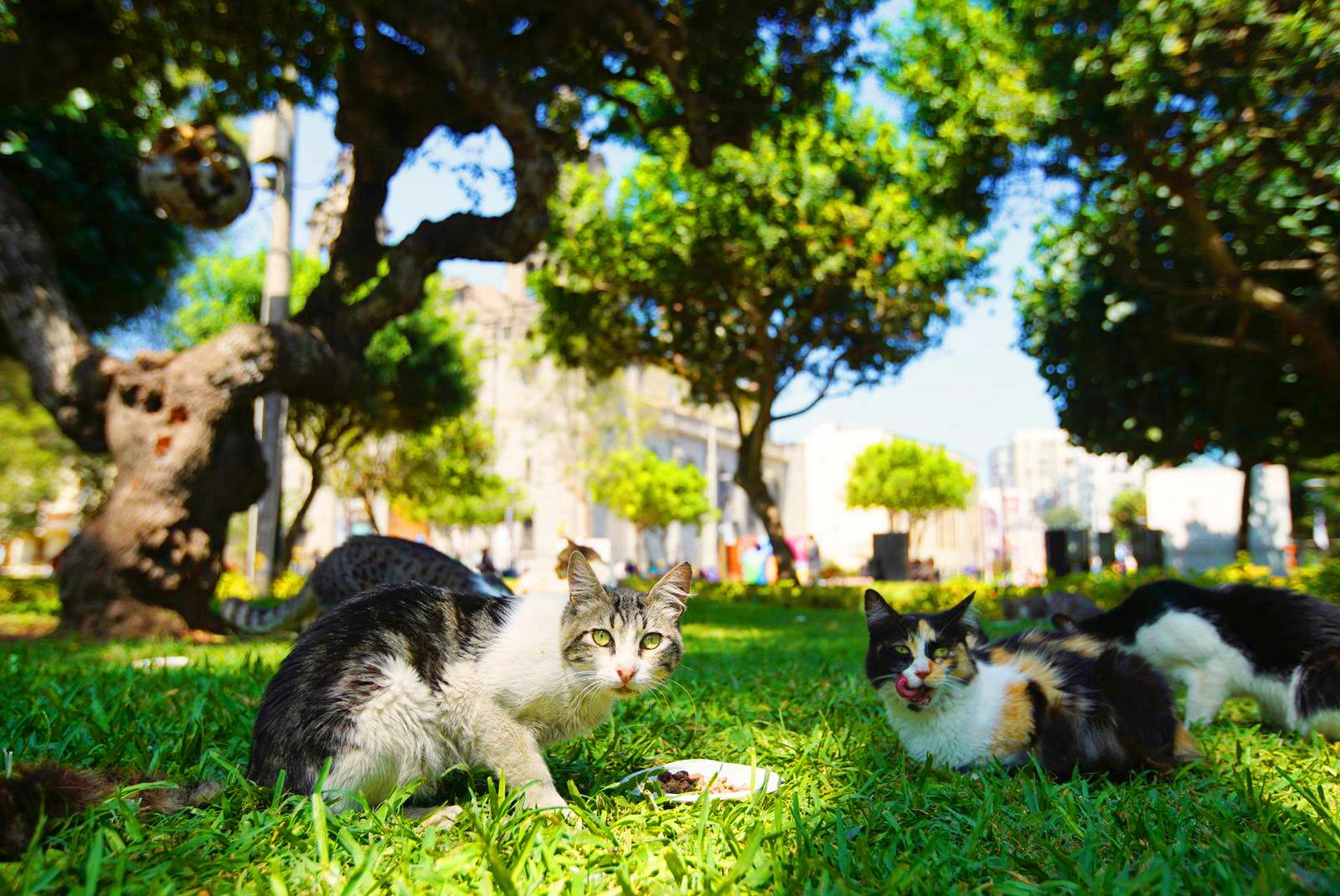 Acariciar gatitos en el Parque Kennedy